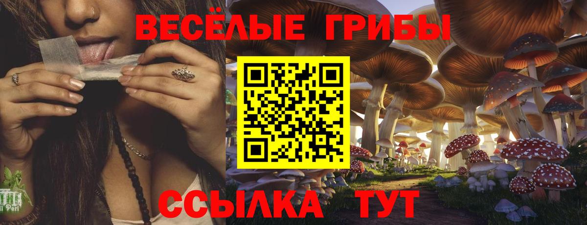 Галлюциногенные грибы Psilocybe Топки
